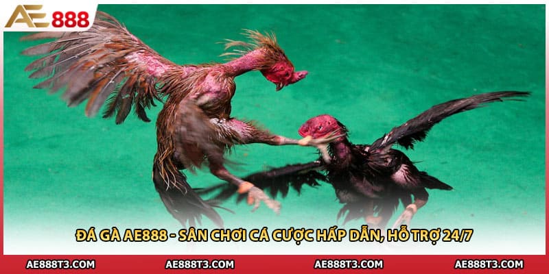 Đá Gà AE888 - Sân Chơi Cá Cược Hấp Dẫn, Hỗ Trợ 24/7
