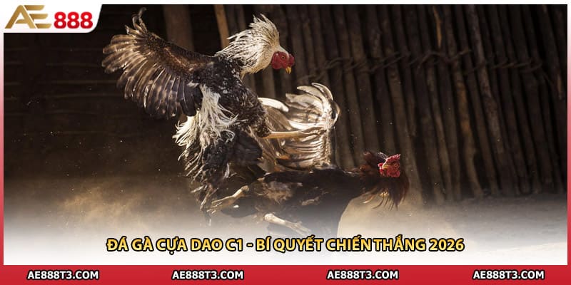 Đá Gà Cựa Dao C1 - Bí Quyết Chiến Thắng 2026